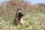 MALINOIS 302